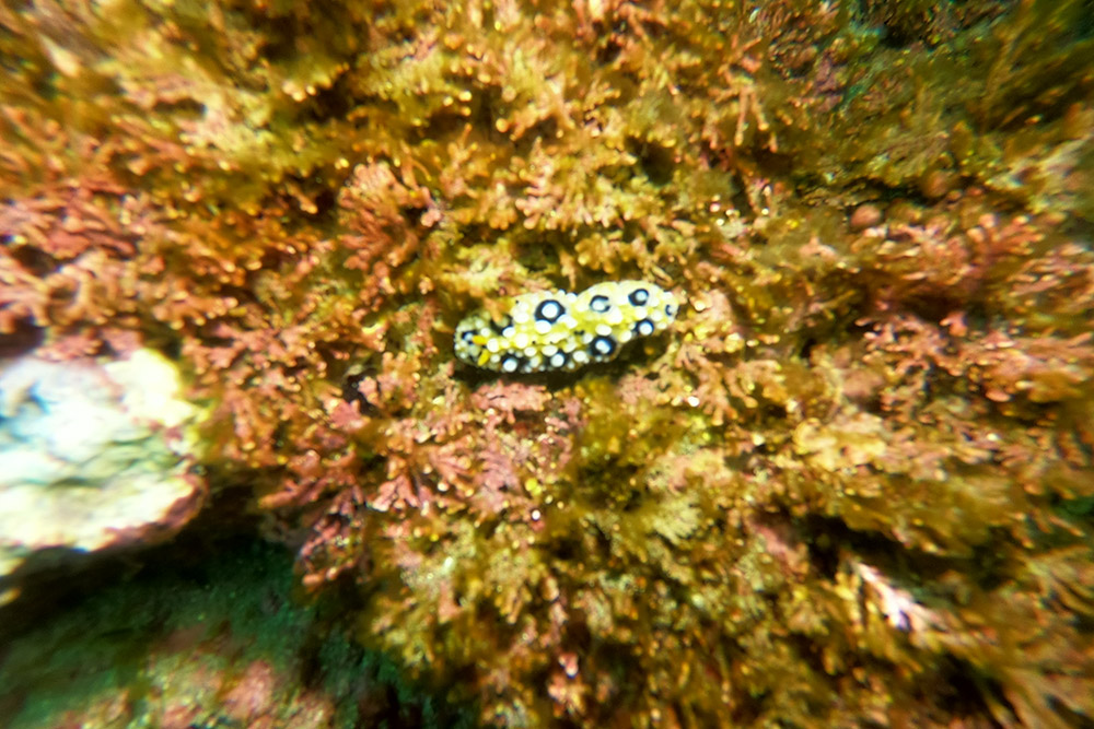 혹고리갯민숭이