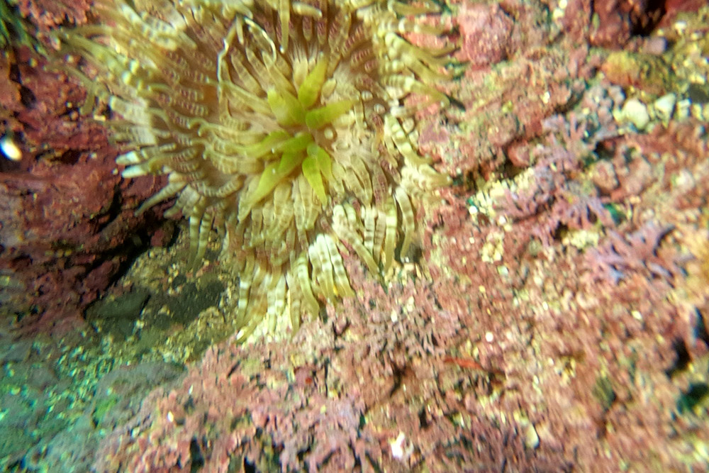 띠녹색열말미잘