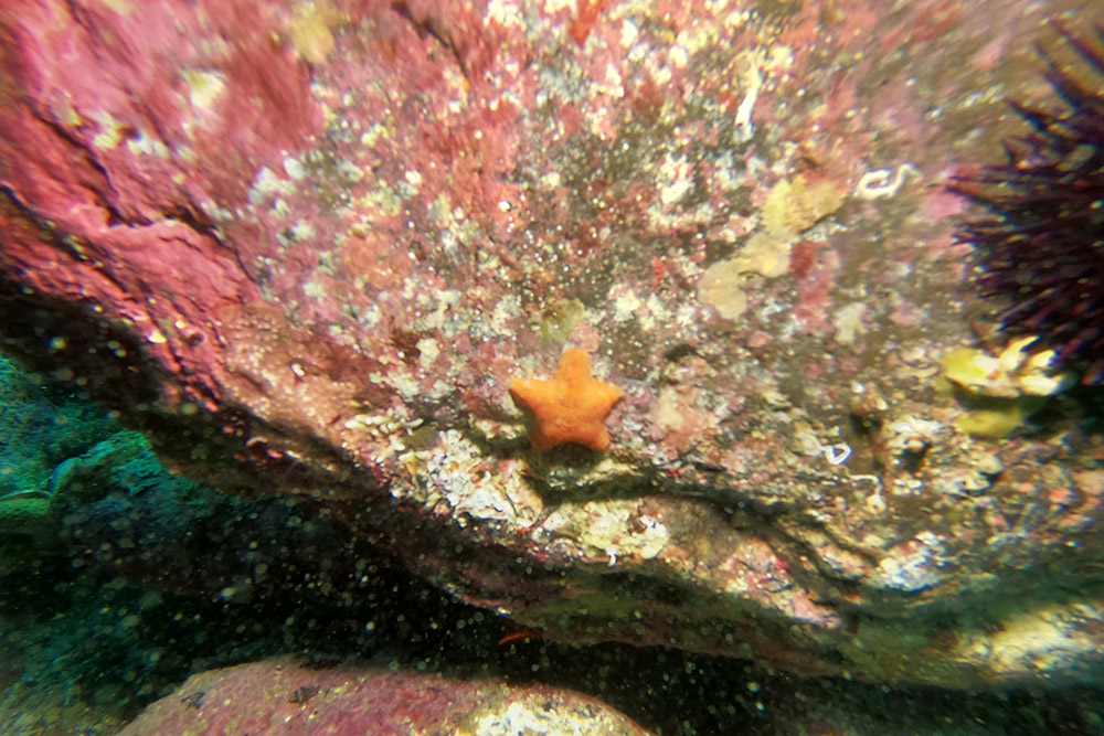 볼록별불가사리