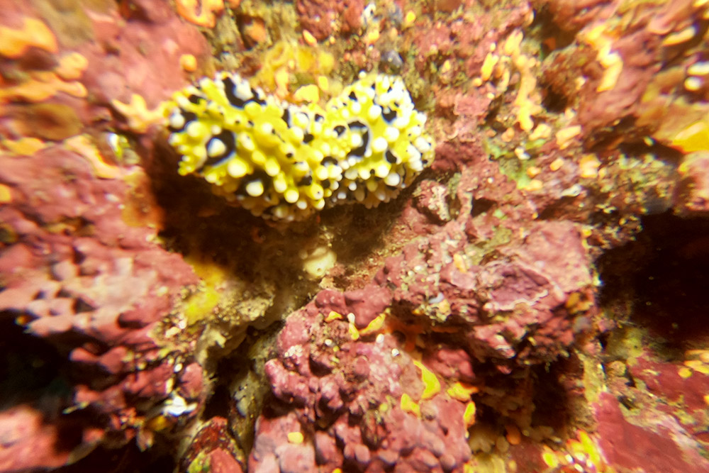 혹고리갯민숭이