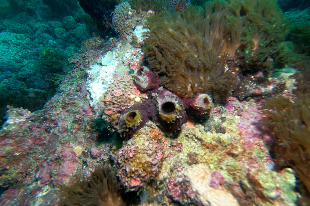 보라예쁜이해면