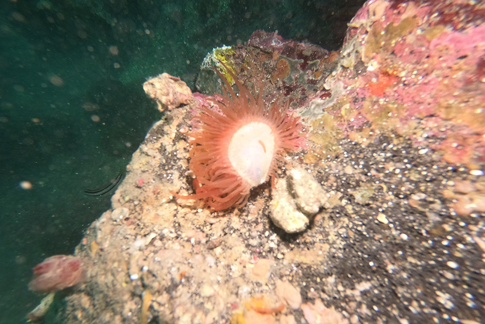 엷은납작개가리비