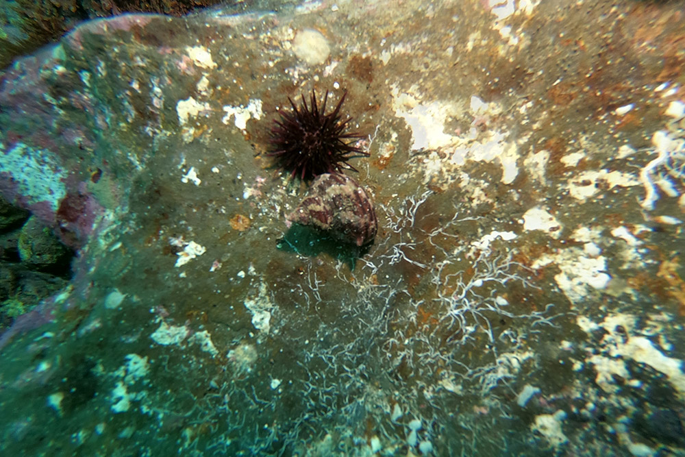 보라성게, 소라