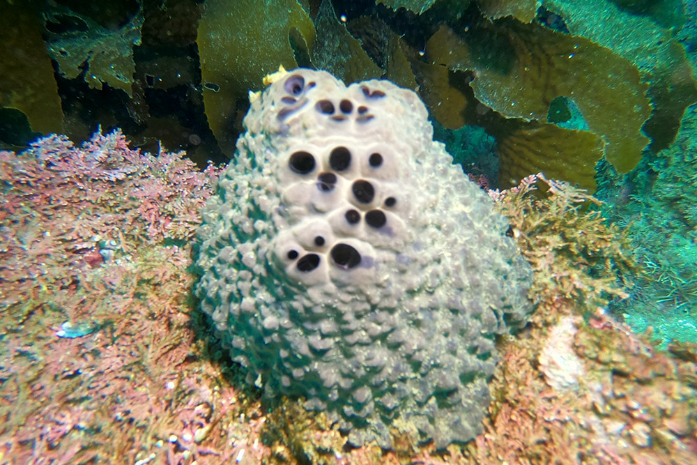 굵은나선별해면