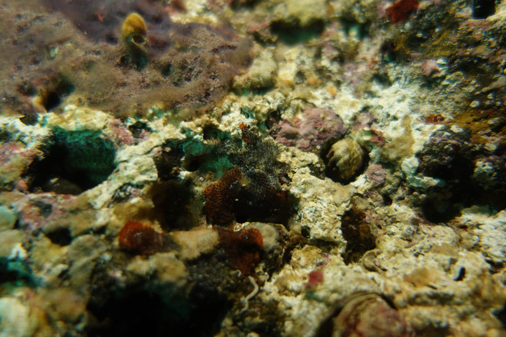 관막이끼벌레, 돌조개