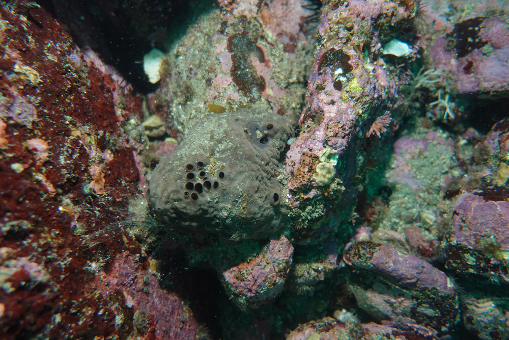 굵은나선별해면