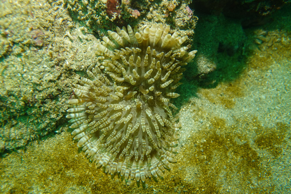 띠녹색열말미잘