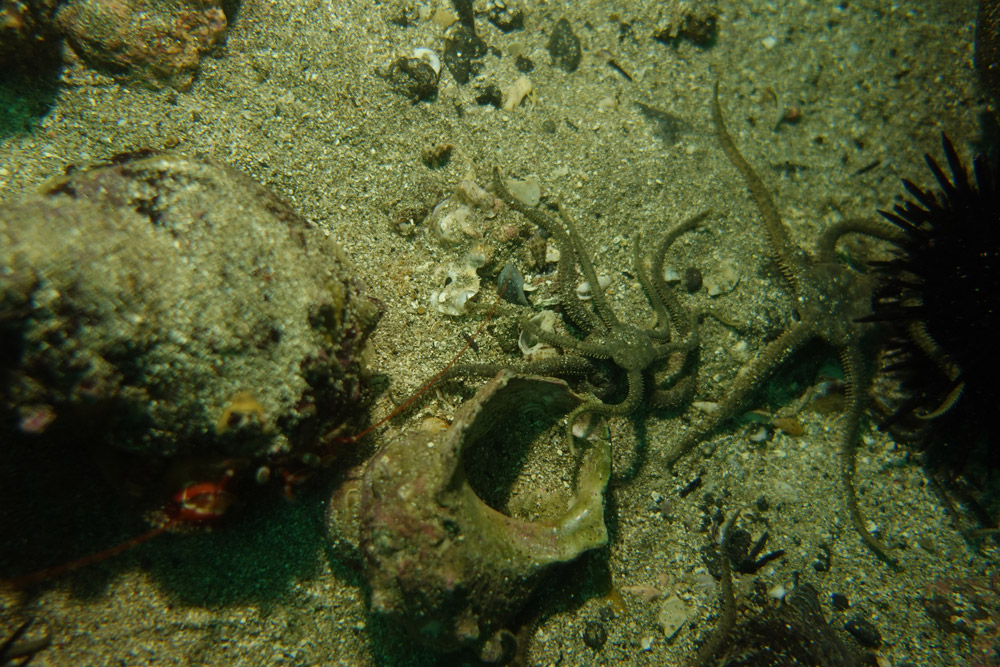 뱀거미불가사리