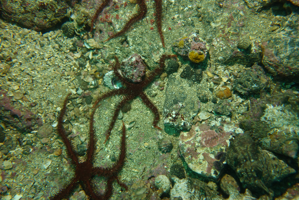 빨간등거미불가사리