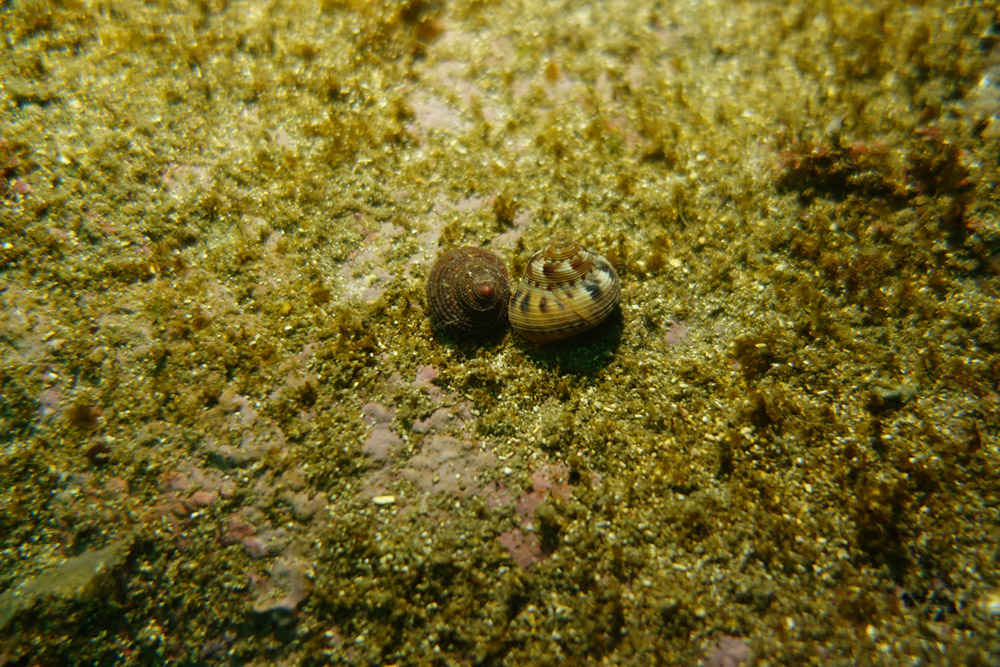 이빨울타리고둥, 방석고둥