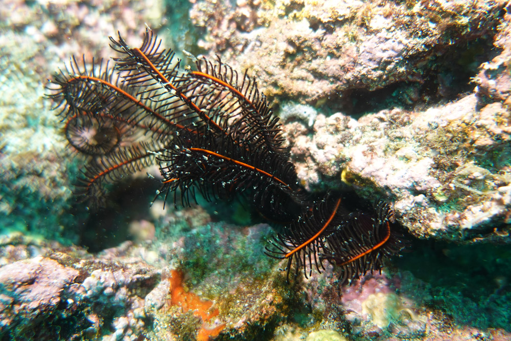 일본깃갯고사리