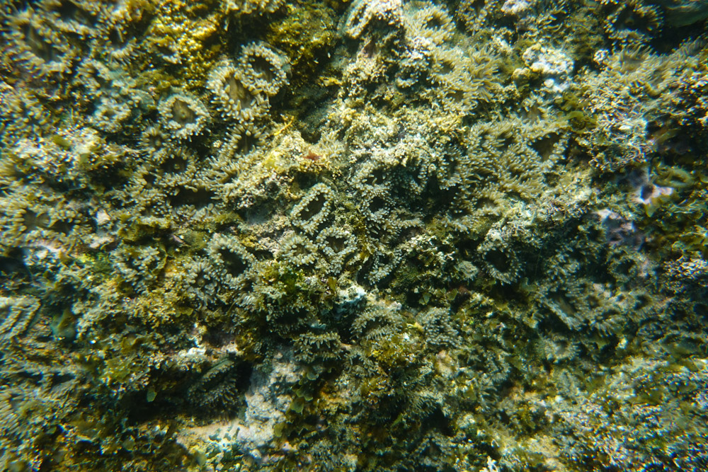 풀색꽃해변말미잘