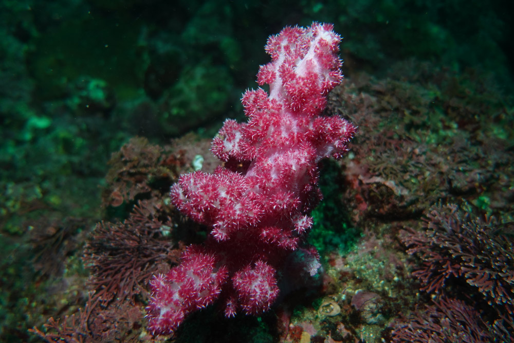 가시수지맨드라미