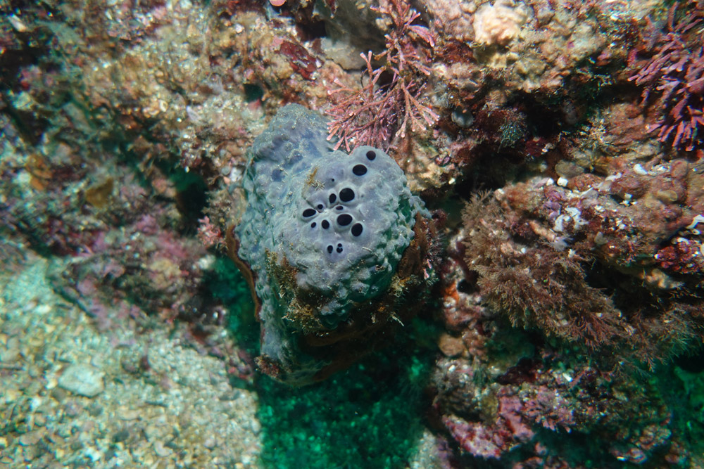 굵은나선별해면