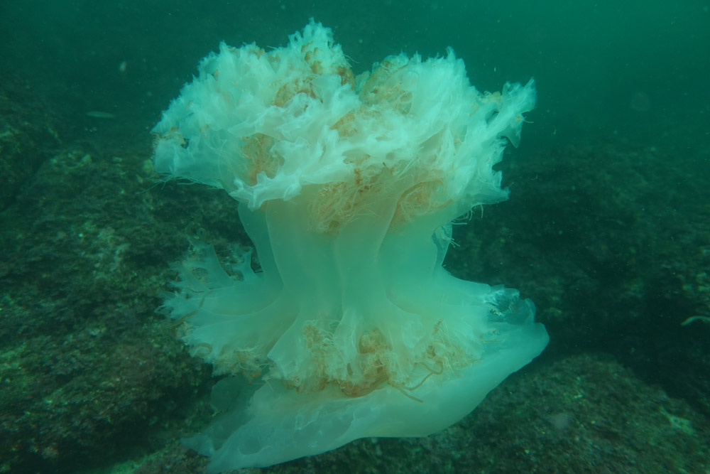 노무라입깃해파리