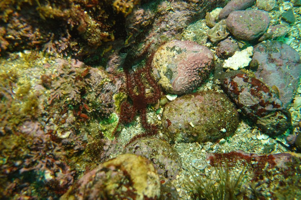 빨간등거미불가사리