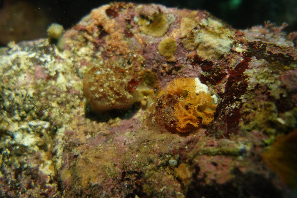 빨간망이끼벌레