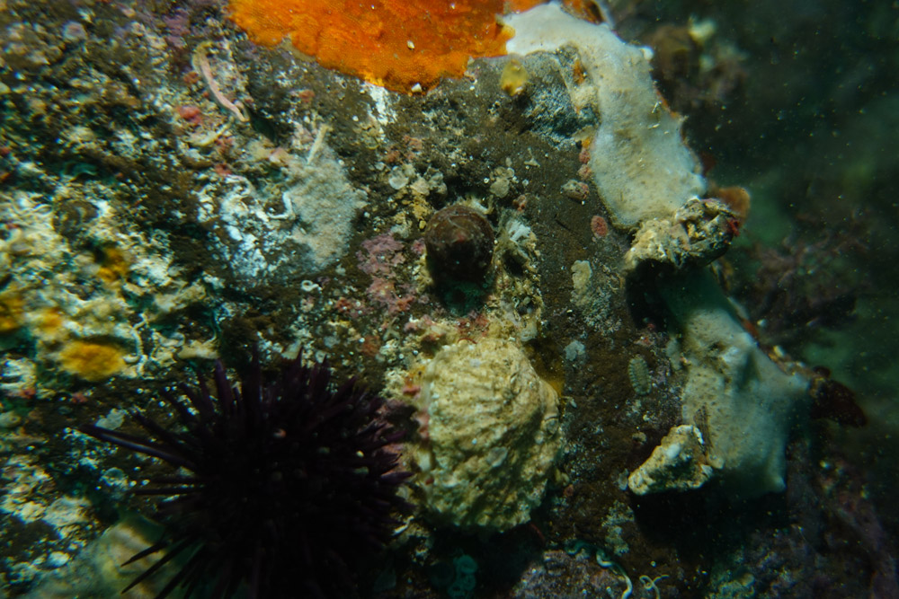 이빨울타리고둥