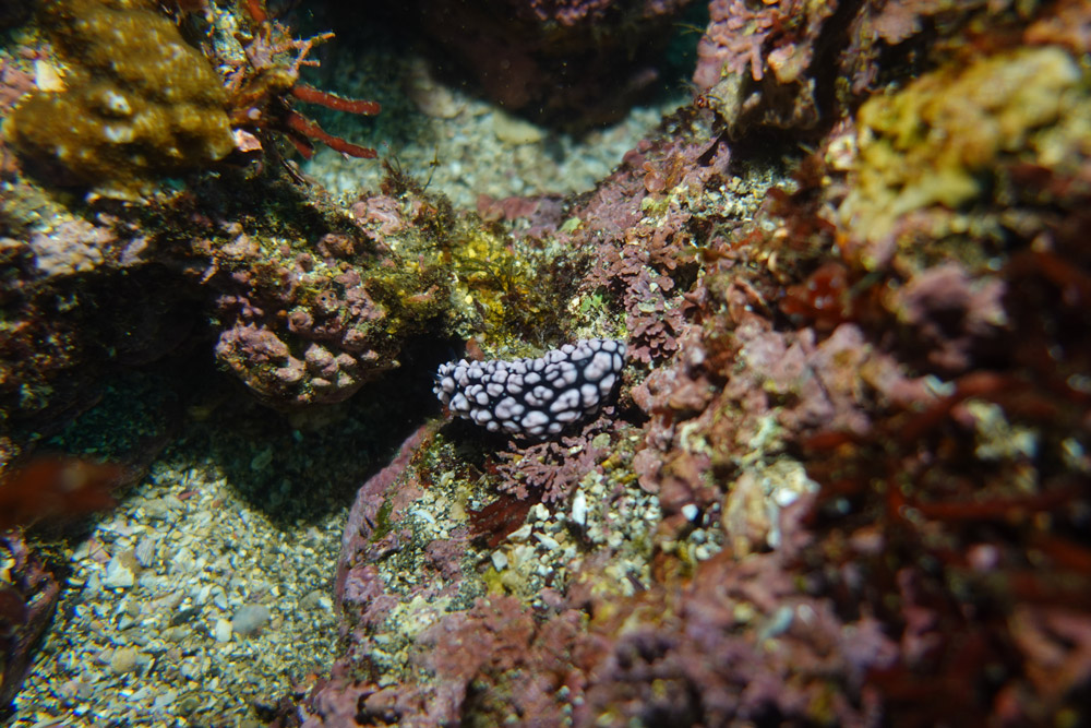 혹투성이갯민숭이