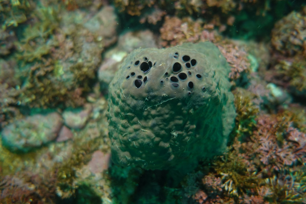 굵은나선별해면