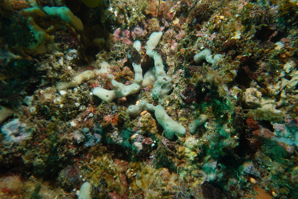 길쭉예쁜이해면