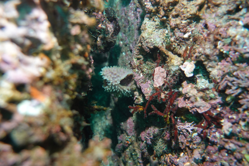 보라예쁜이해면