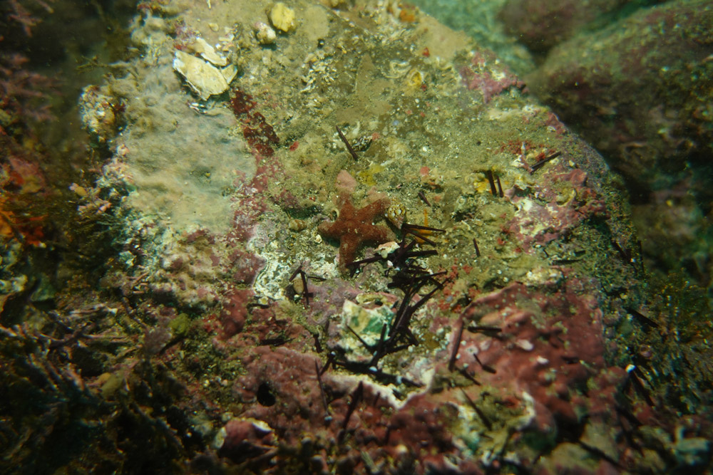 볼록별불가사리