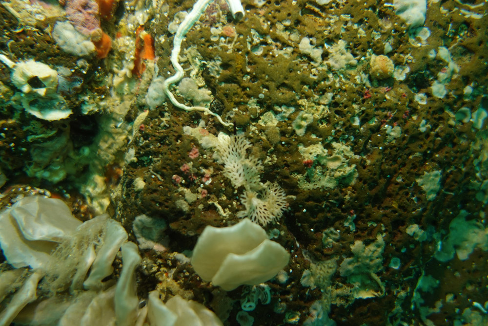 빨간망이끼벌레