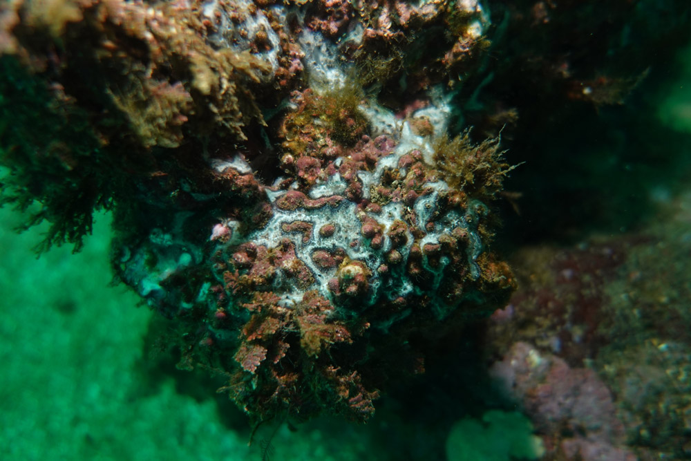 얼룩무늬흰덩이멍게