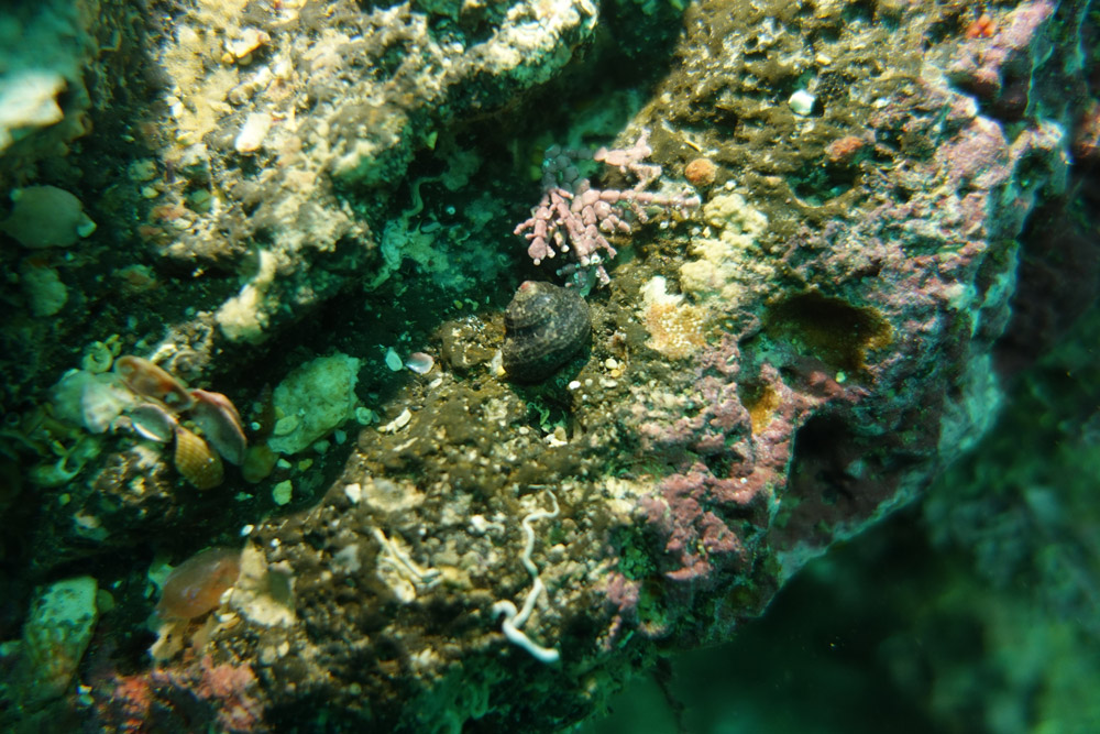 이빨울타리고둥