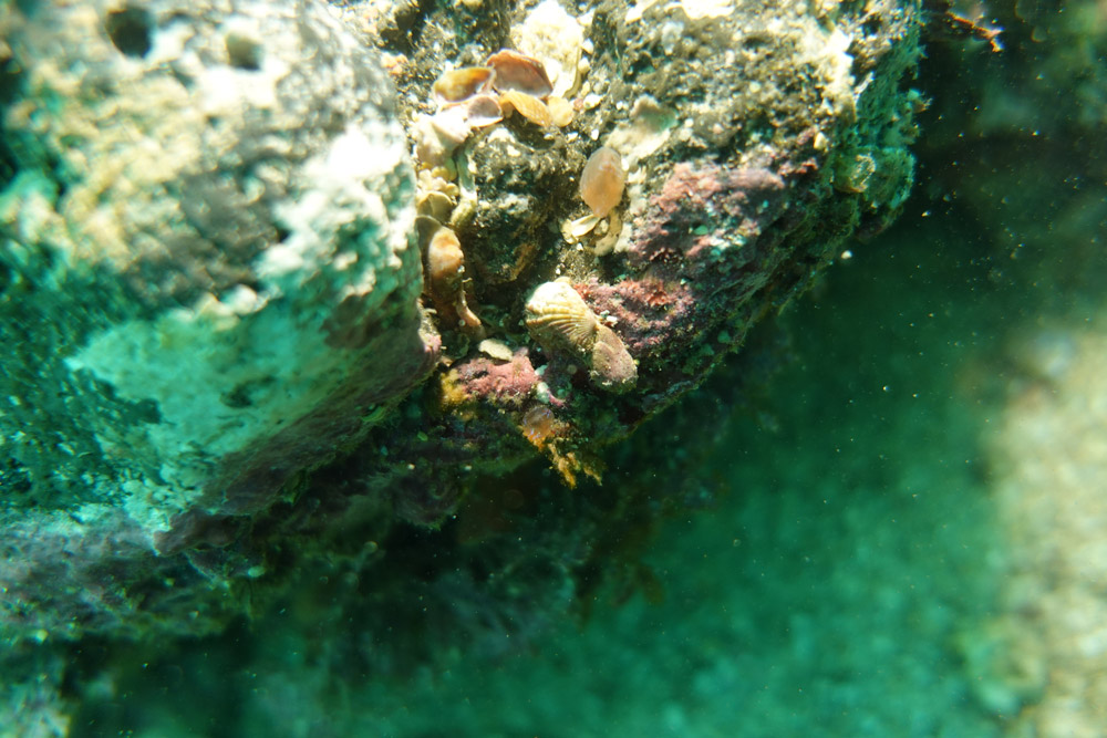 주름방사륵조개