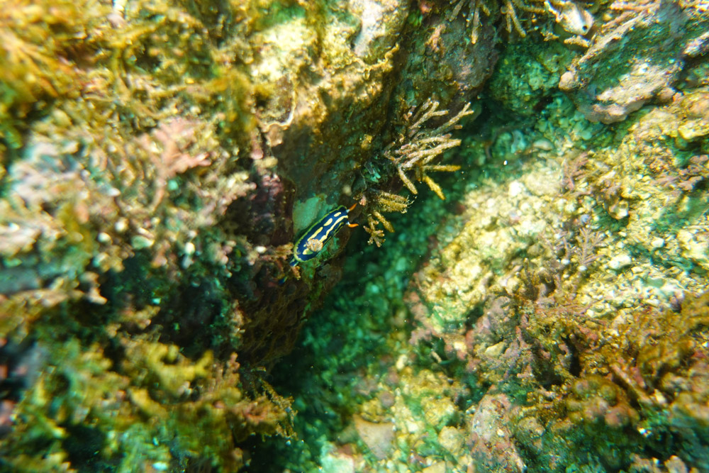 파랑갯민숭달팽이