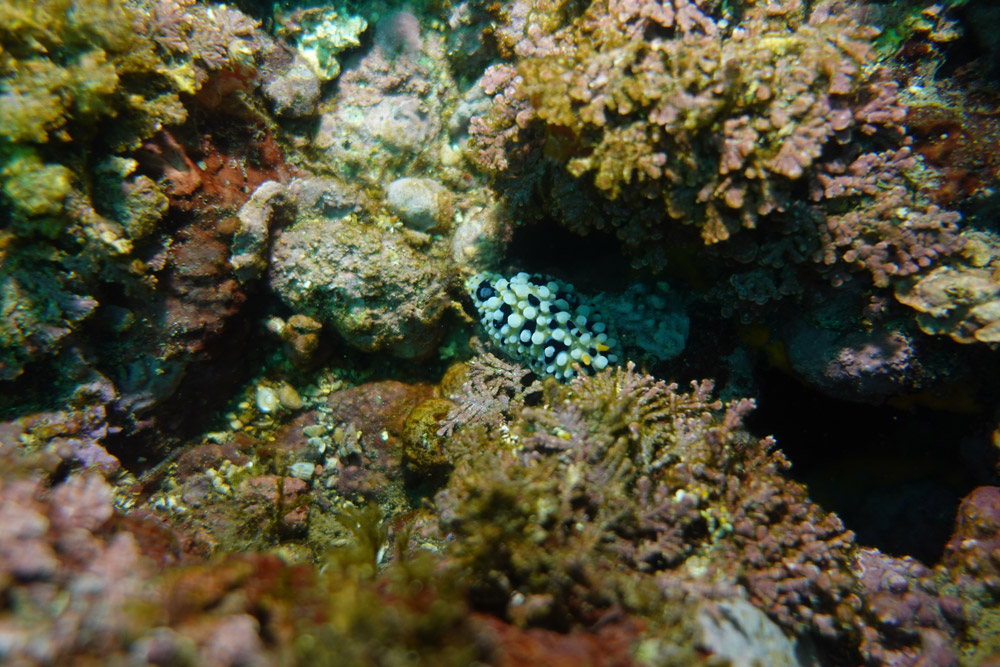 혹고리갯민숭이