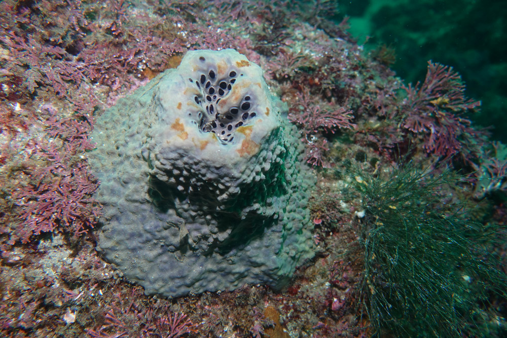 굵은나선별해면