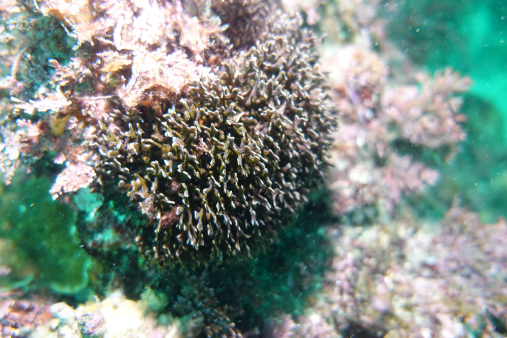 넓적부리이끼벌레