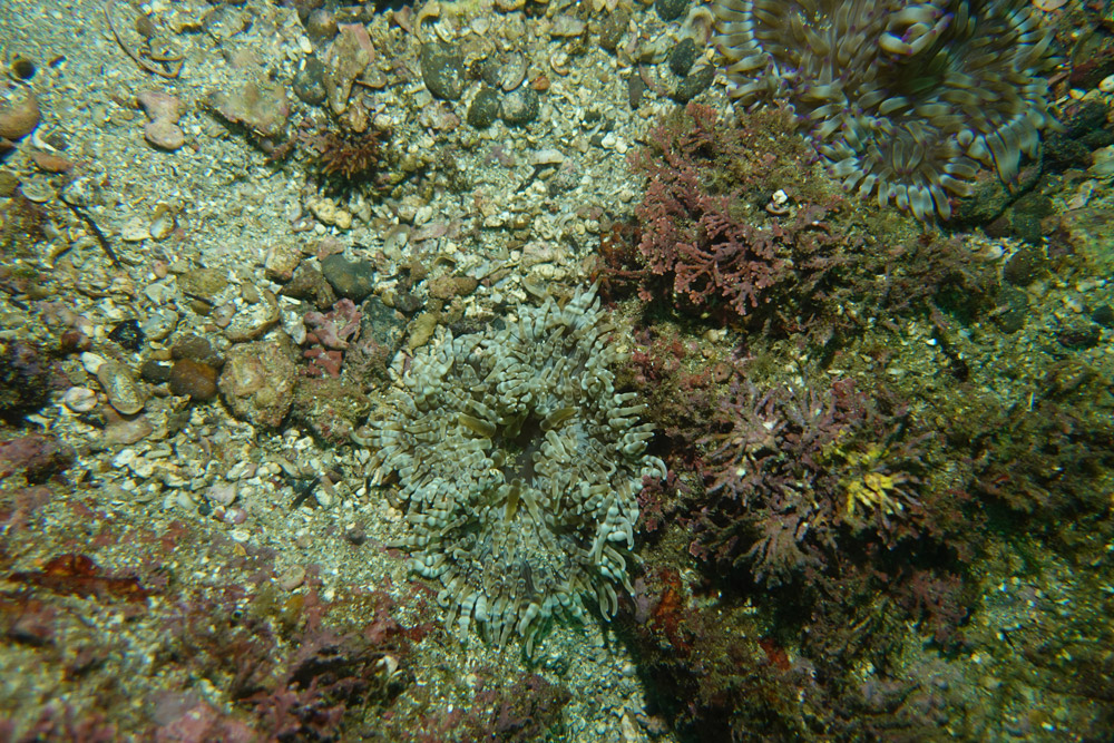 띠녹색열말미잘