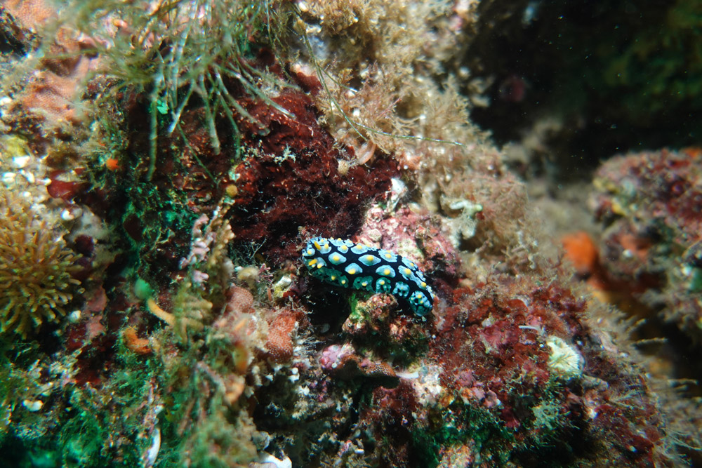 반달혹갯민숭이