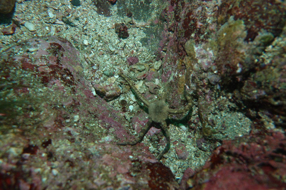 뱀거미불가사리