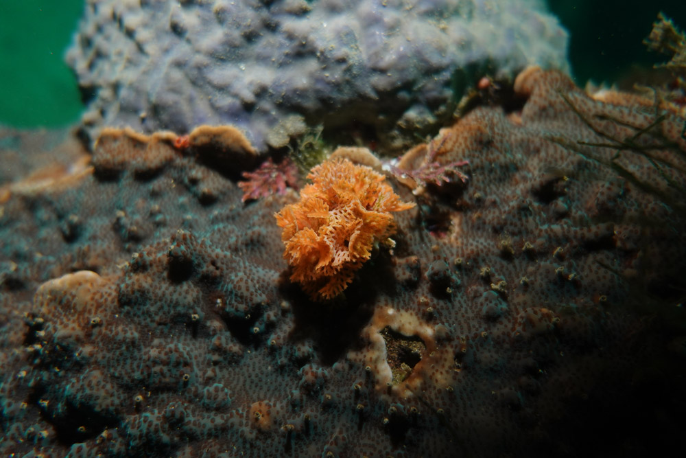 빨간망이끼벌레