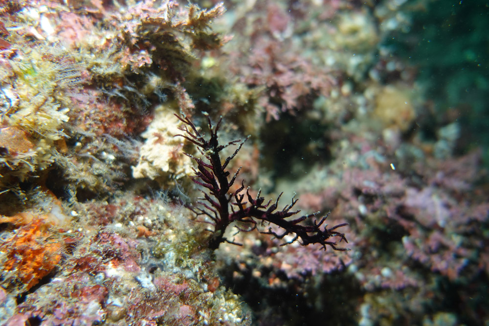 산호붙이히드라