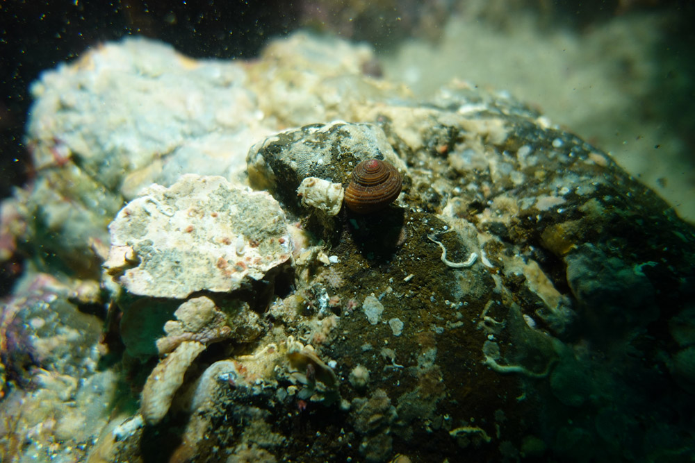 이빨울타리고둥