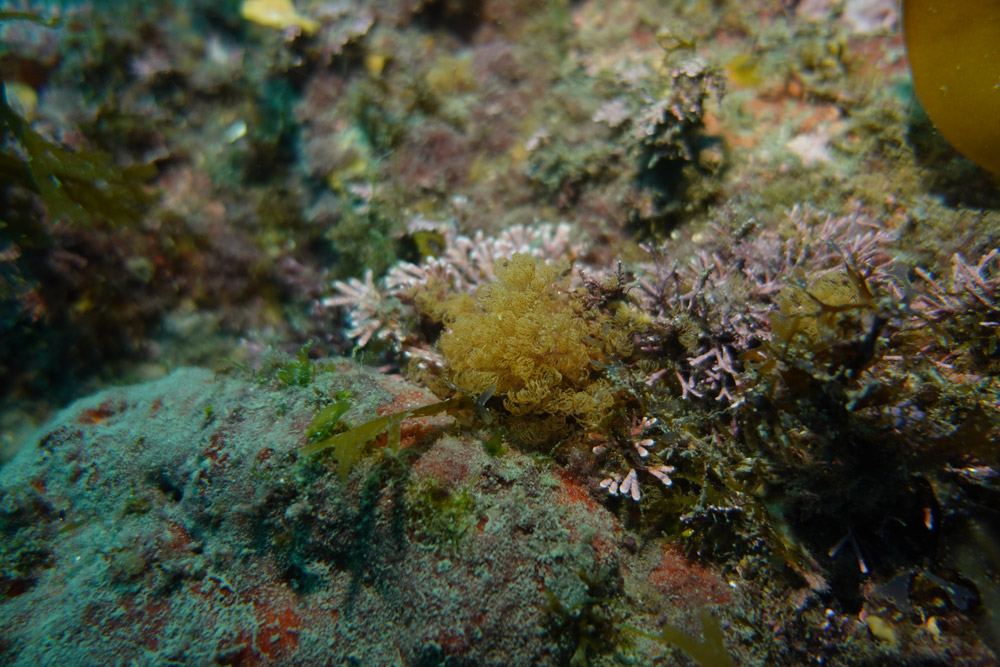 덤불연쇄방이끼벌레