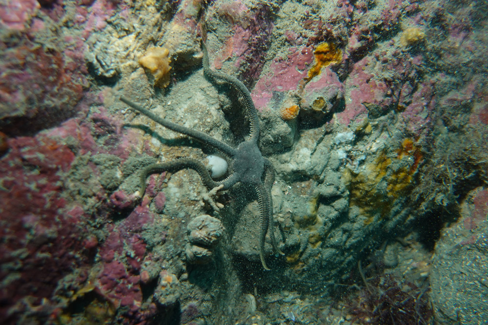 뱀거미불가사리