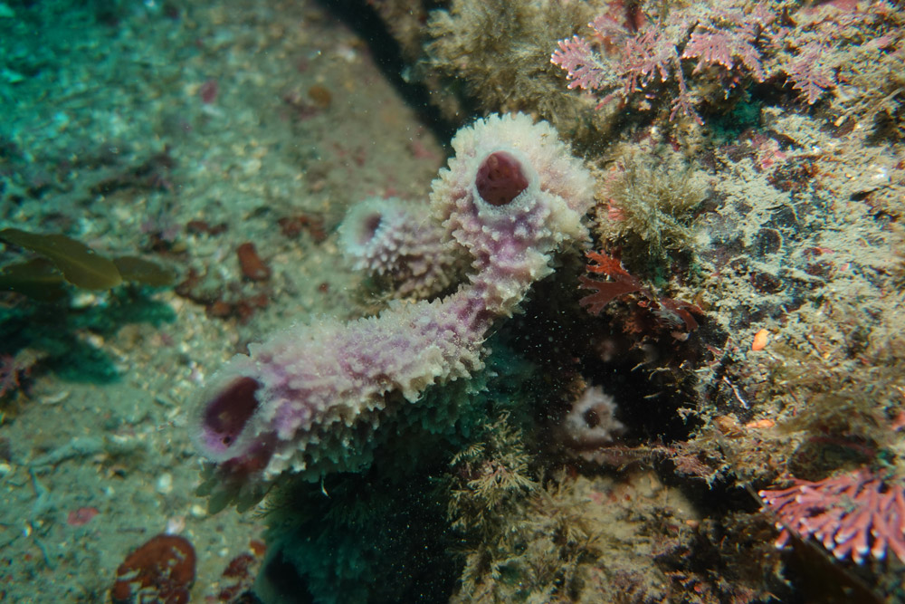 보라예쁜이해면