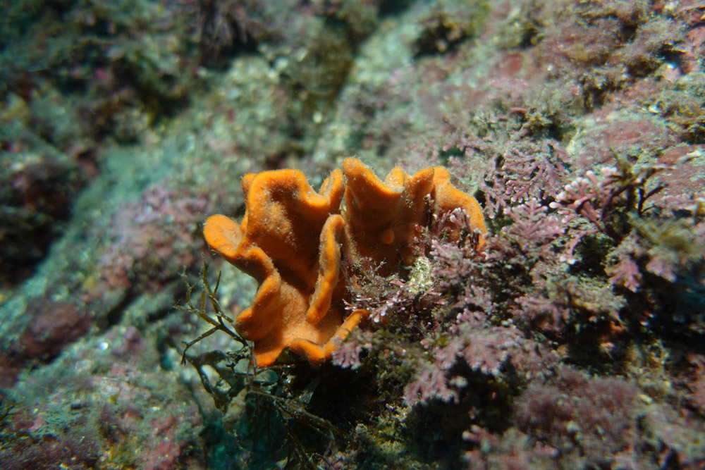 뾰족두꺼비턱이끼벌레