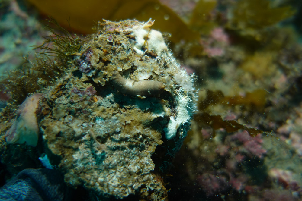 상어껍질별벌레