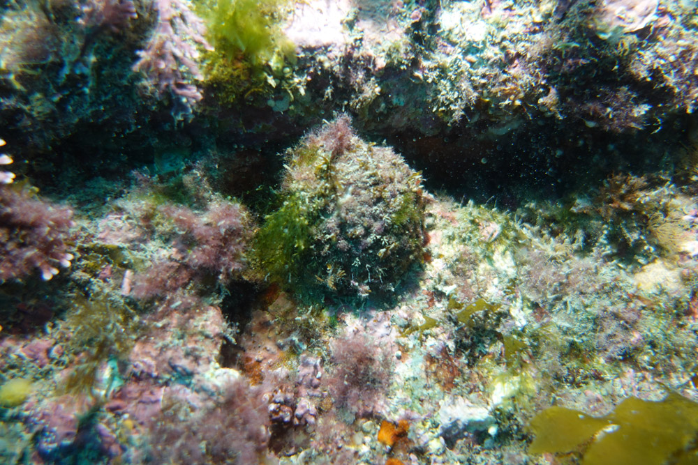 오렌지둥글해면