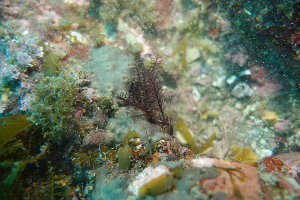 일본깃갯고사리