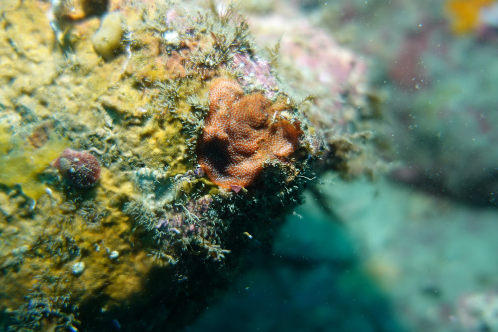 자주빛이끼벌레