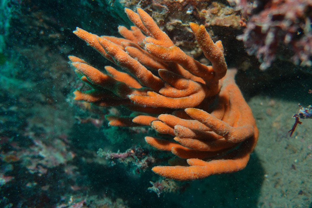 털많은가지해면